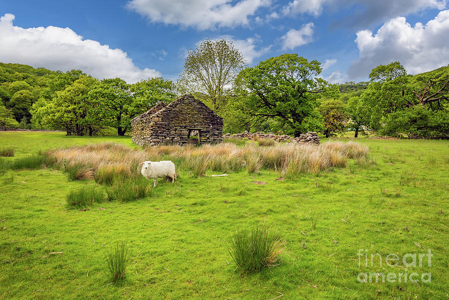 Welsh Cottage and Sheep Photograph by Adrian Evans
