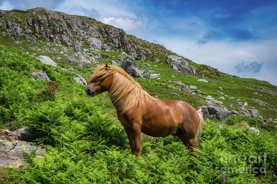 Welsh Mountain Pony Photograph by Adrian Evans
