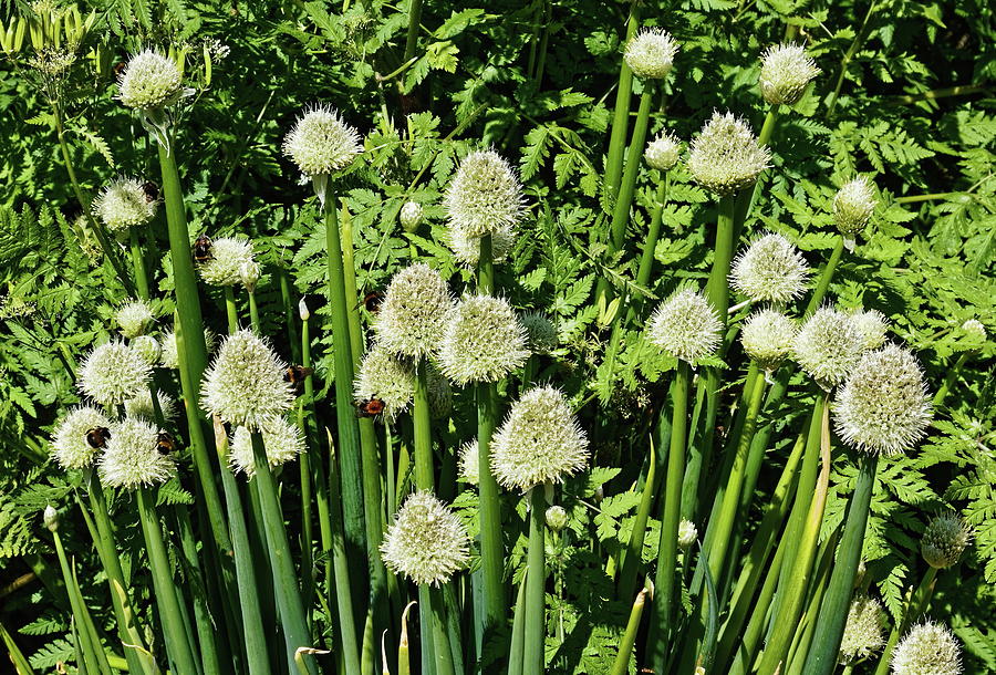 Welsh Onion Plant Photograph by Jeff Townsend