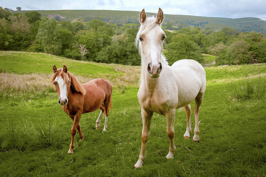 Welsh Ponies Photograph by Richard Downs - Fine Art America