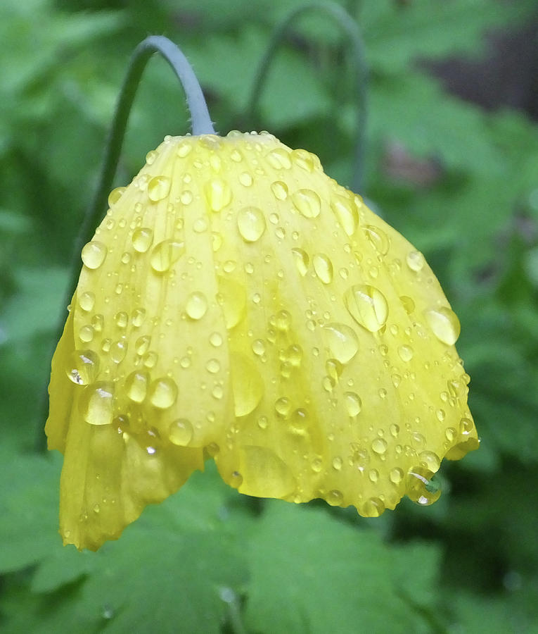 Welsh Poppy after the rain Photograph by Mark Alan Perry