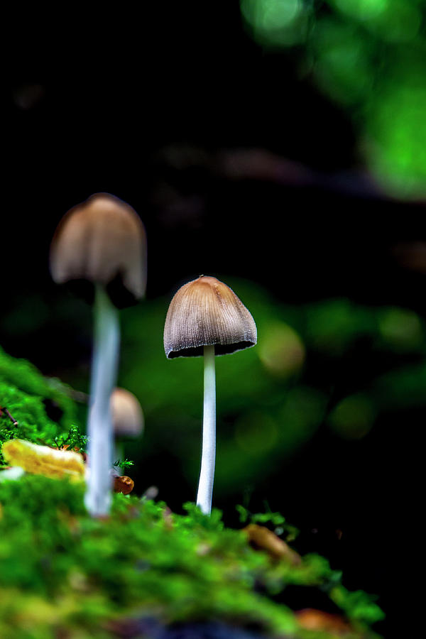 Welsh Shrooms Photograph by W Chris Fooshee