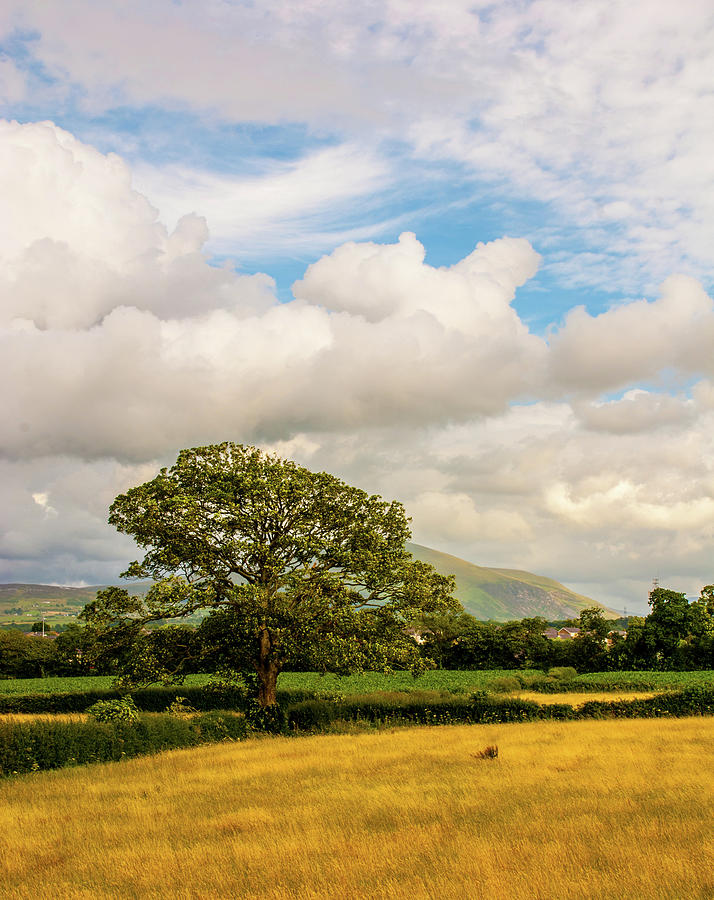 Welsh Tree Photograph by Les Hutton