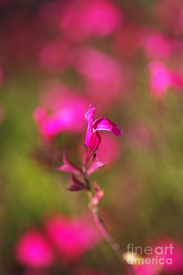 Wendys Wish Pink Sage Flower Photograph by Joy Watson