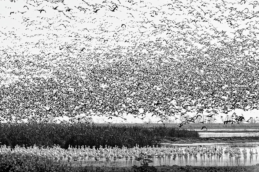Were Here for Our Audition, Mr. Hitchcock -- Merced National Wildlife Refuge, California Photograph by Darin Volpe