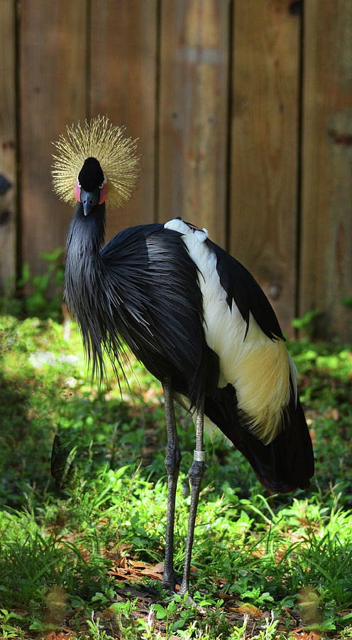 West African Crowned Crane Photograph by Carla Parris