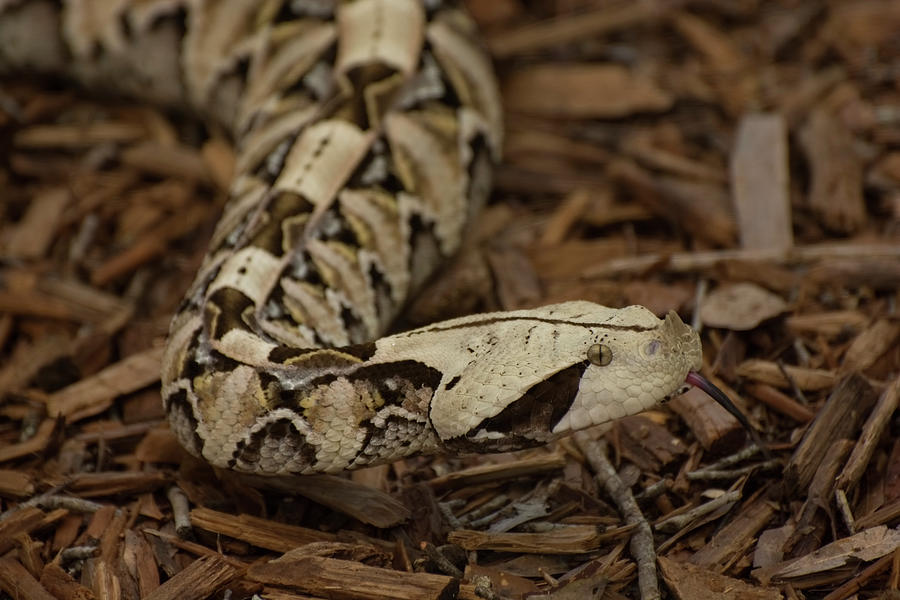 West African Gaboon Viper Photograph by Carolyn Hutchins