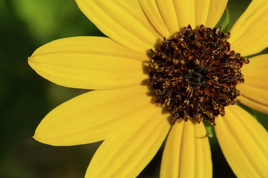 West Coast Dune Sunflower Photograph