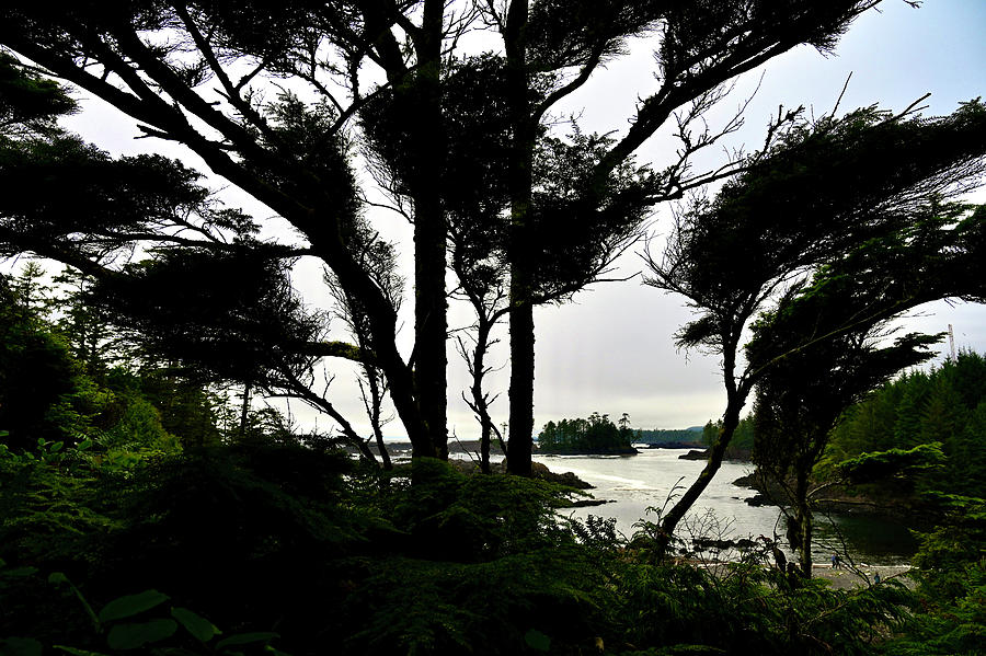 West Coast Trees Ucluelet BC Photograph by Brian Sereda