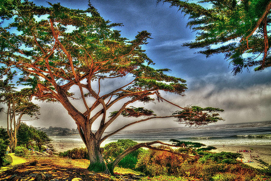 West Coast View Photograph by David Neely - Fine Art America