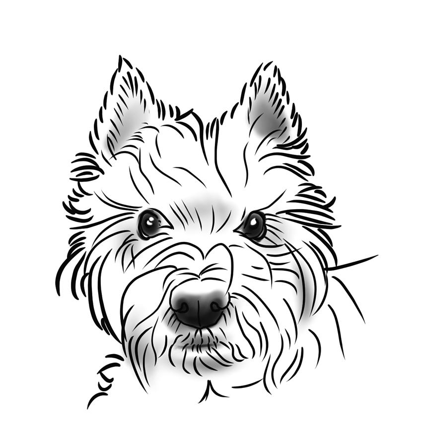 West Highland Terrier Drawing by Neil Turner Fine Art America