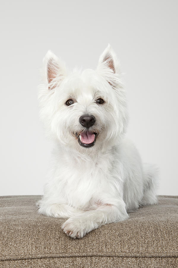 West Highland White Terrier laying down Photograph by Chris Stein
