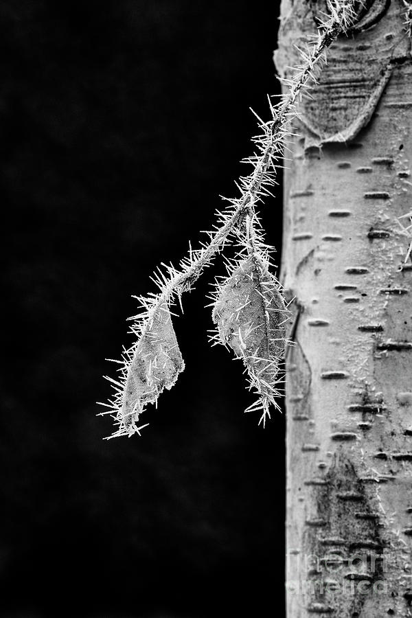 West Himalayan Birch Leaves in the Frost Monochrome Photograph by Tim Gainey