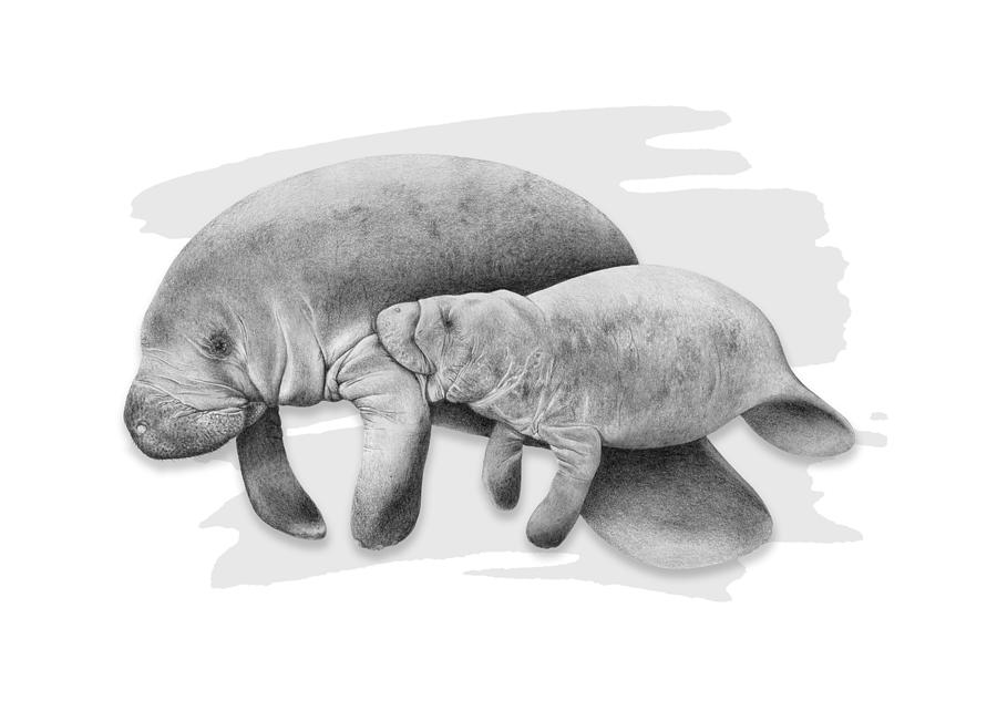 West Indian Manatee Drawing by Dawn Witherington