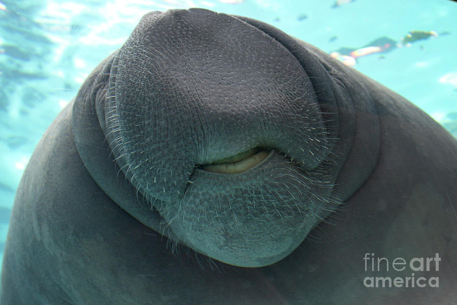 West Indian Manatee Smile Photograph
