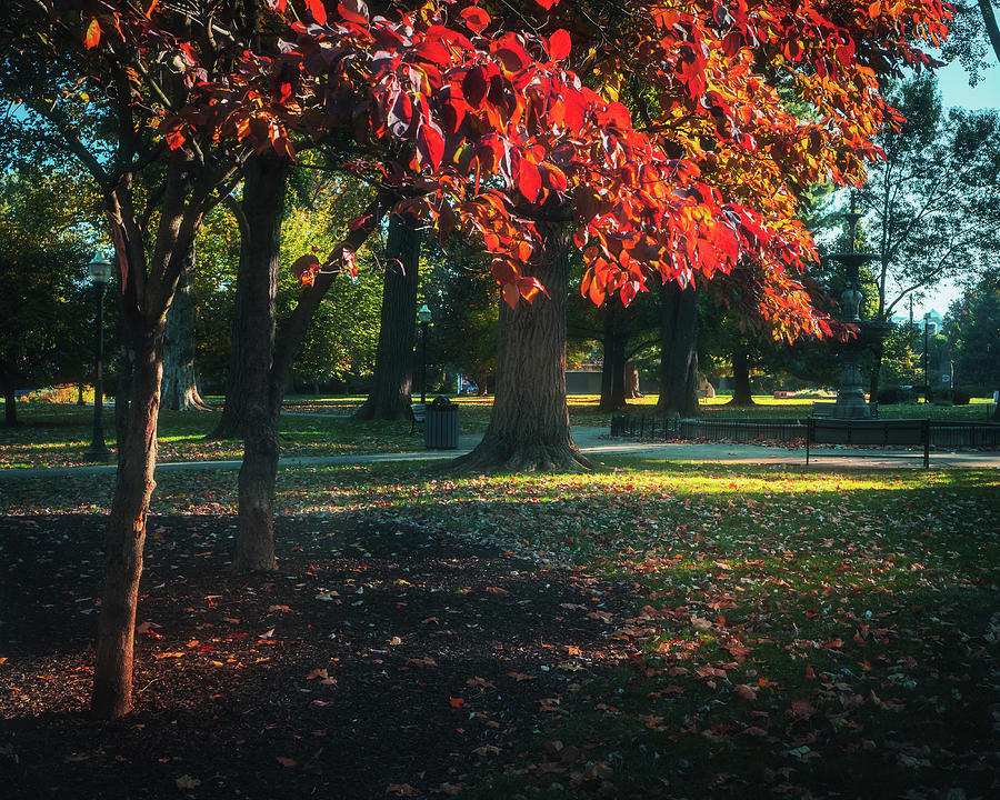 West Park Red Autumn Leaves Photograph by Jason Fink
