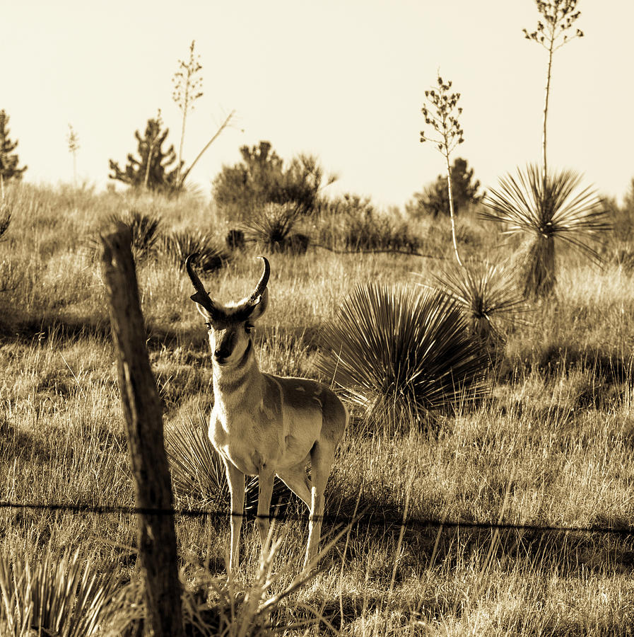 West Texas Pronghorn 001003 Photograph by Renny Spencer