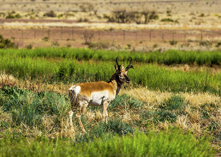 West Texas Pronghorn 001143 Photograph by Renny Spencer