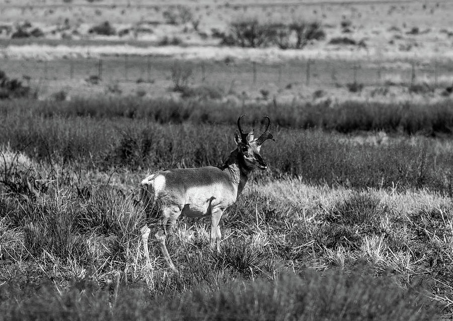 West Texas Pronghorn 001144 Photograph by Renny Spencer