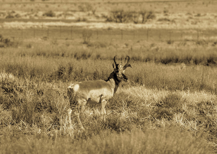 West Texas Pronghorn 001145 Photograph by Renny Spencer