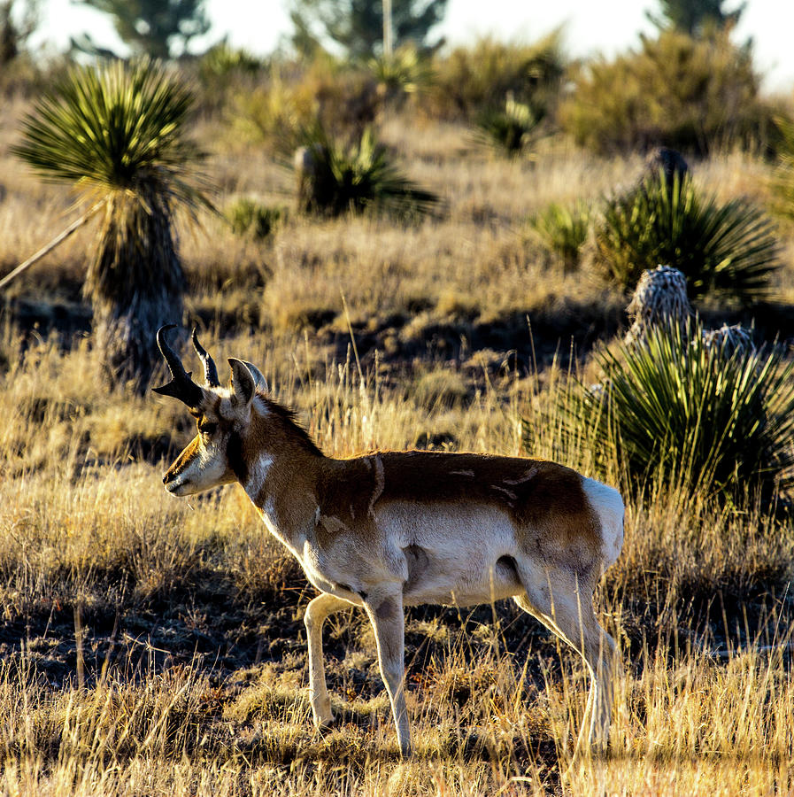 West Texas Pronghorn 00998 Photograph by Renny Spencer