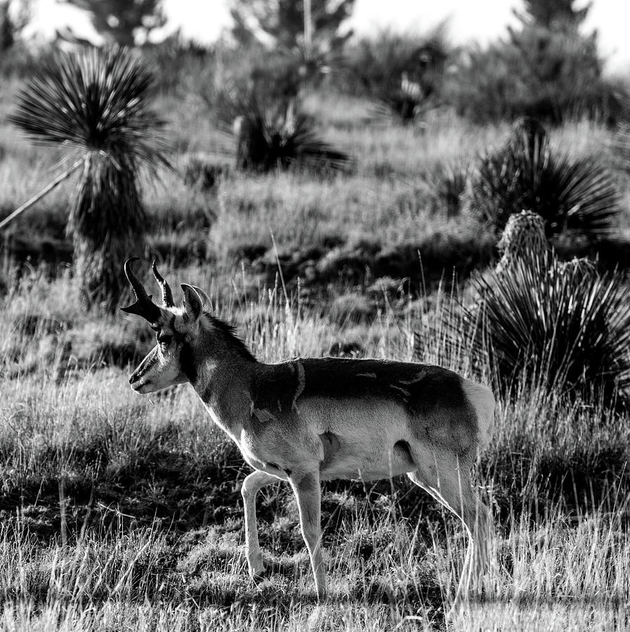 West Texas Pronghorn 00999 Photograph by Renny Spencer