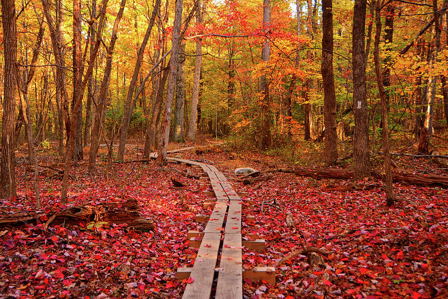 West Virginia Appalachian Trail in Autumn Photograph by Raymond Salani III