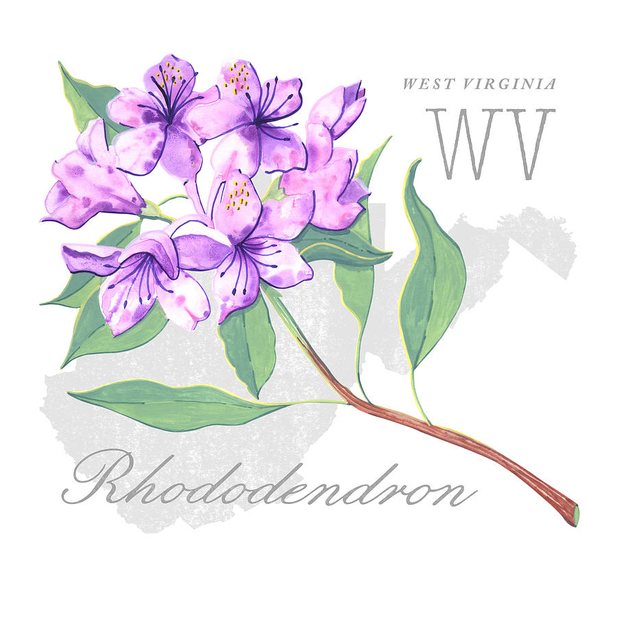 West Virginia State Flower Rhodedendron Art by Jen Montgomery Painting by Jen Montgomery