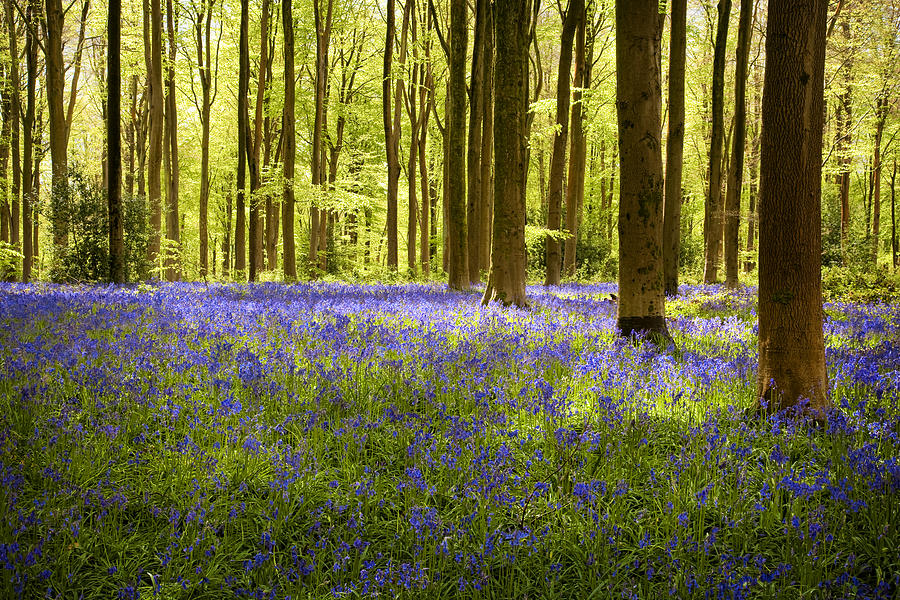 West Wood bluebells Photograph by Martyn Ferry
