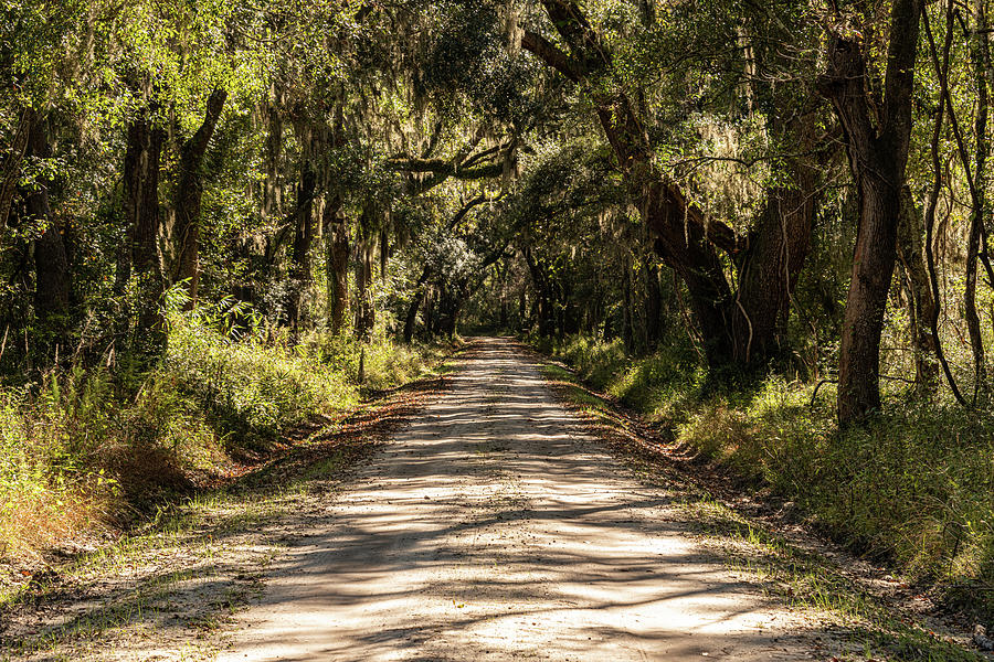 Westcott Road, Edisto Island, South Carolina Photograph by Douglas Wielfaert