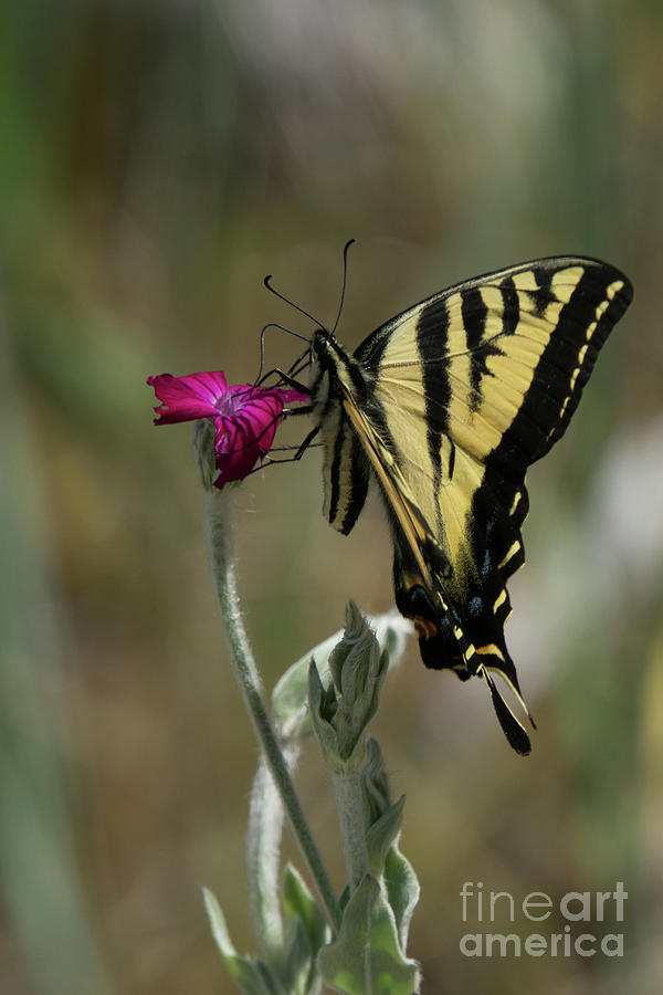 Western Tiger Swallowtail Butterfly in Profile Photograph by Nancy Gleason