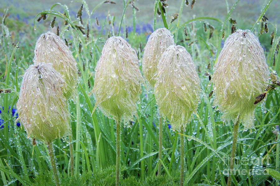 Western Anemone Wildflowers in Morning Dew Photograph by Nancy Gleason