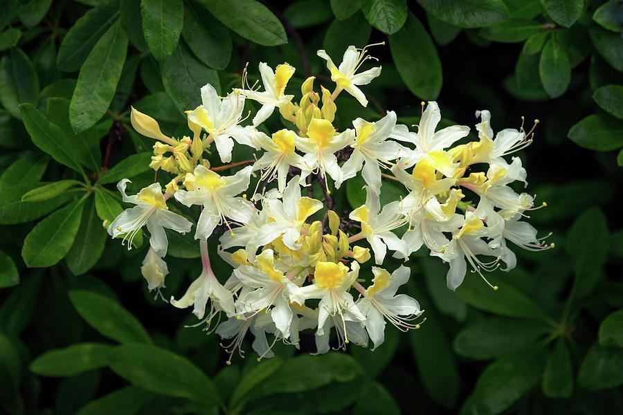 Western Azalea Flower Cluster Photograph by Alexander Kunz