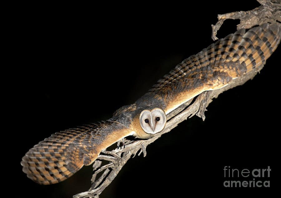 Bird Photograph - Western Barn Owl in flight by Tony Camacho