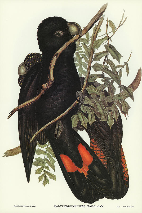 John Gould Drawing - Western Black Cockatoo, Calyptorhynchus naso by John Gould