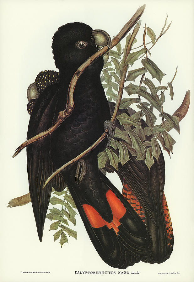 Western Black Cockatoo Mixed Media by World Art Collective