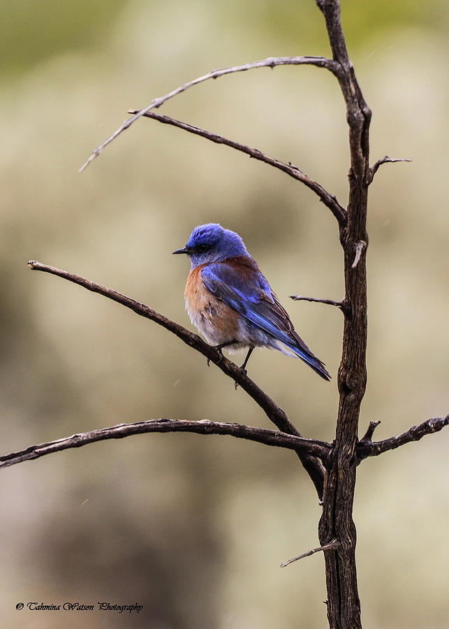 Western Blue Bird Photograph by Tahmina Watson