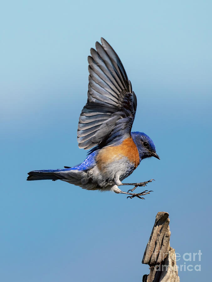 Western Blue Landing Photograph by Michael Dawson - Fine Art America