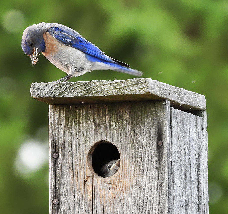 Western Bluebird and Chick Photograph by Lindy Pollard | Fine Art America