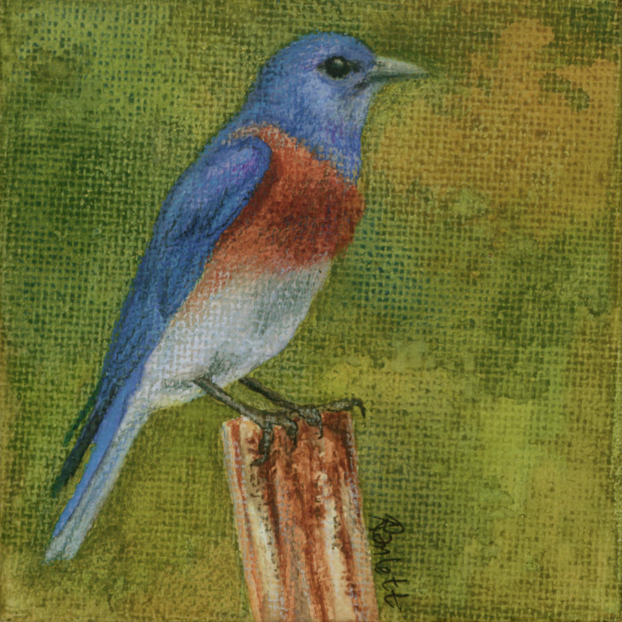 Western Bluebird Painting by Ann Ranlett