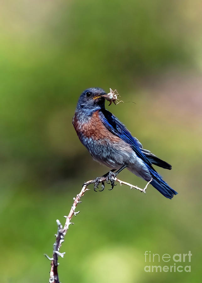 Bluebird Photograph - Western Bluebird Breakfast by Michael Dawson
