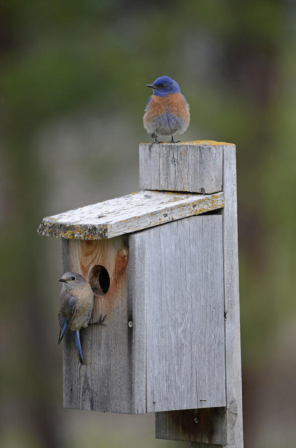 Western Bluebird Couple 1 Photograph by Whispering Peaks Photography ...