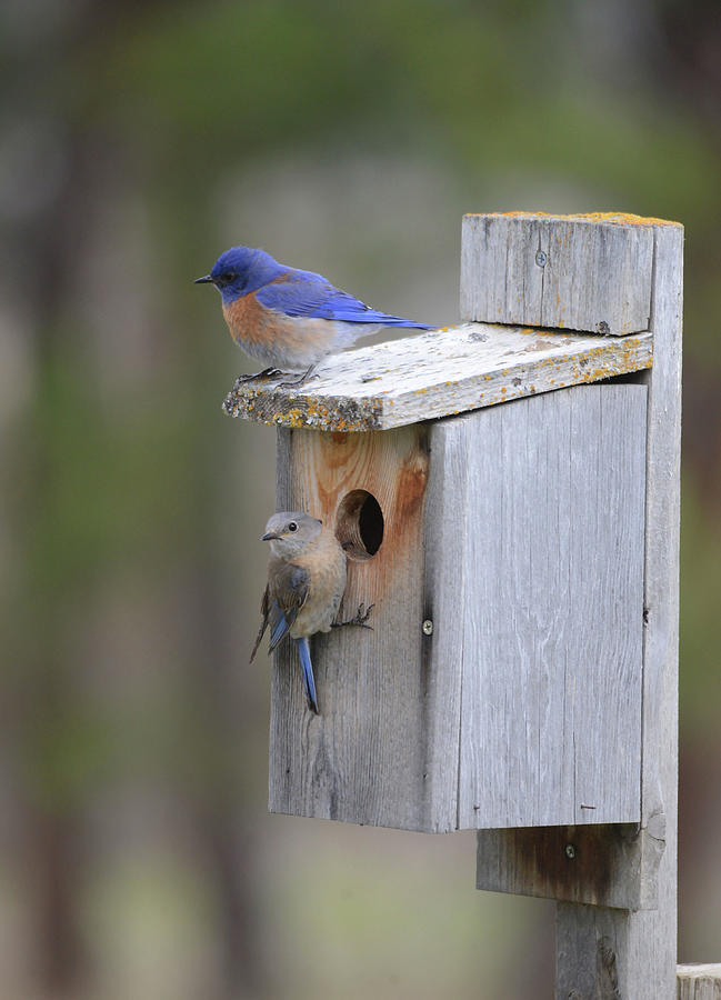 Western Bluebird Couple 3 Photograph by Whispering Peaks Photography ...