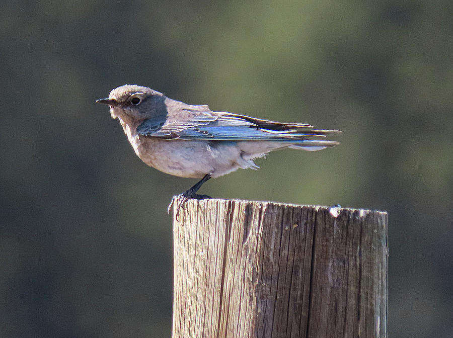Western Bluebird Female Photograph by Joseph Holub