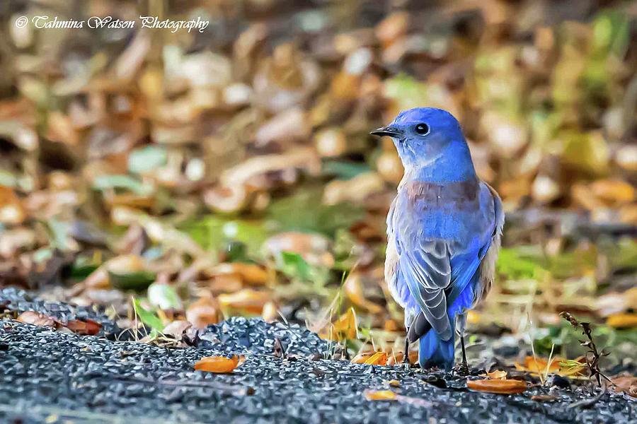 Western Bluebird in Fall Photograph by Tahmina Watson