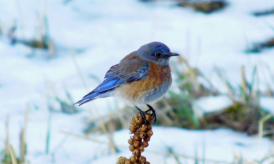 Western Bluebird in the Snow Photograph by Dan Miller