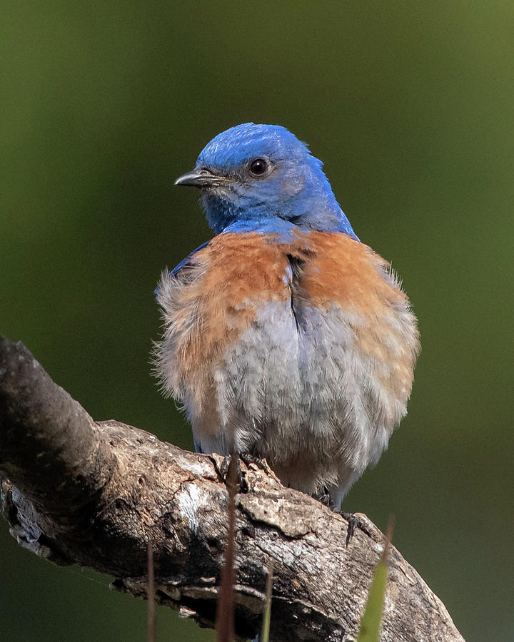 Western Bluebird Photograph by Ken Stampfer