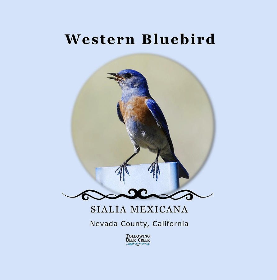Western Bluebird Digital Art by Lisa Redfern