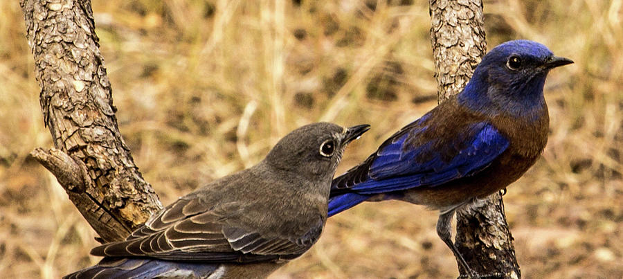 Western Bluebird Pair Photograph by Renny Spencer