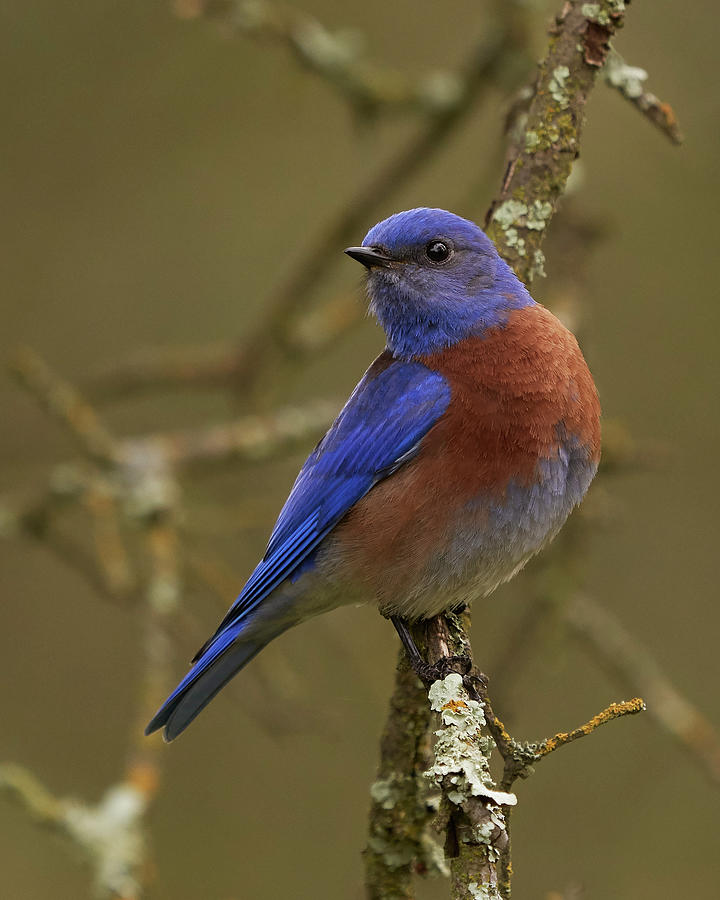 western-bluebird-sacramento-county-california-photograph-by-doug-herr